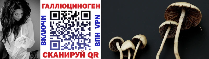 Галлюциногенные грибы Cubensis  Купить  Байкальск 